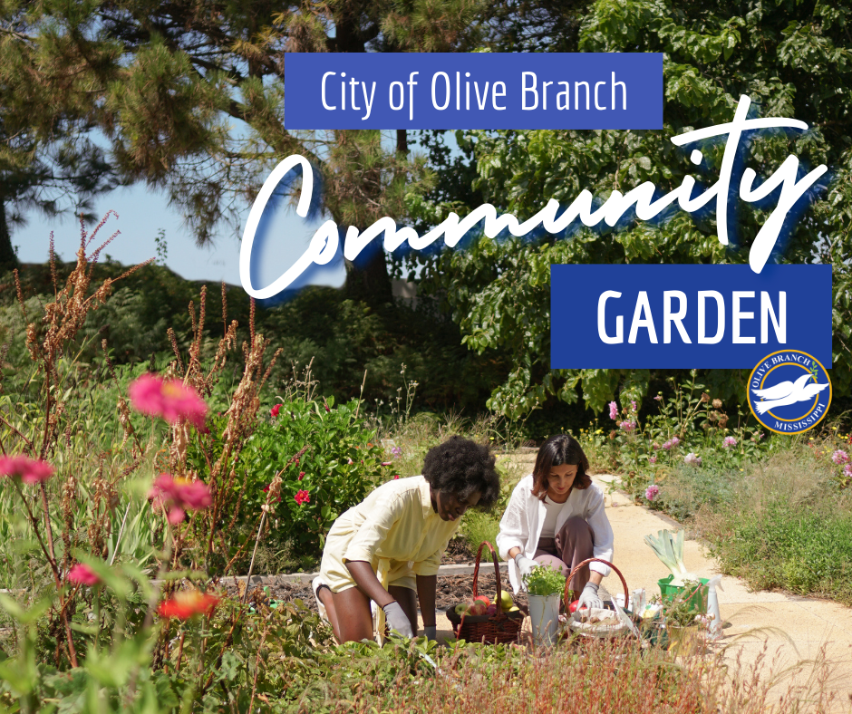 The City of Olive Branch will be launching a Community Garden project in 2025.